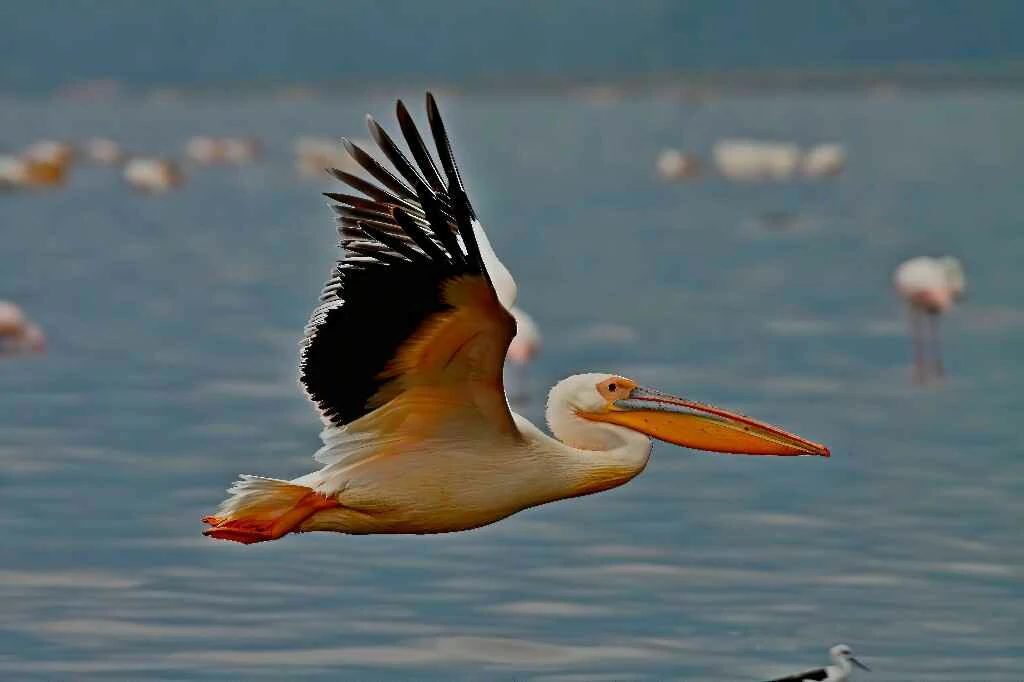 Great white pelican